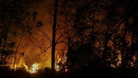 Api membakar semak belukar dan pepohonan pada kebakaran lahan di Pekanbaru, Riau, Senin (18/3/2019) malam. ANTARA FOTO/Rony Muharrman.