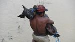 Potret Warga Evakuasi Hewan Ternak Usai Banjir Bandang di Sentani