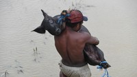 Banjir bandang yang melanda Sentani sejak Sabtu (16/3/2019) lalu, mengakibatkan sedikitnya enam ribu orang mengungsi ke sejumlah posko pengungsian.