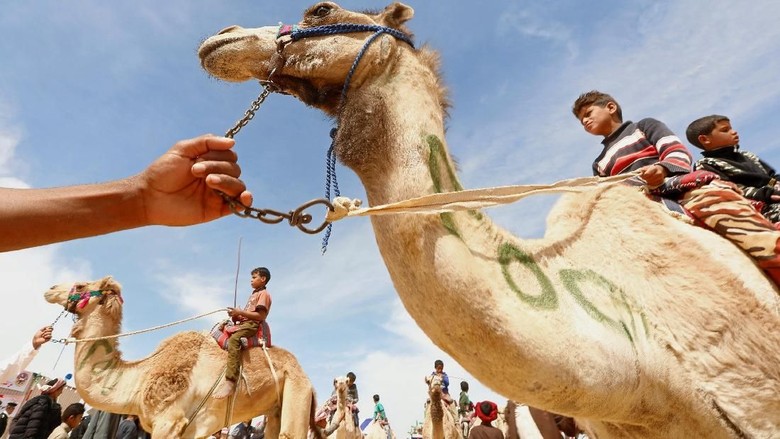 Sebuah festival balap unta di Mesir sukses digelar. Di atas arena berupa pasir unta-unta ini saling adu cepat dengan joki yang dikendalikan oleh anak-anak.