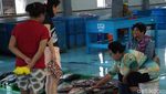 Foto: Ikan Tuna Terbaik Indonesia Ada di Pasar Ini