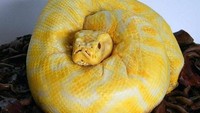  Hi..! Kalau dilihat sekilas, kue yang satu ini mirip sekali dengan ular asli. Bahkan hingga bagian mata dari permennya pun terlihat nyata. Foto: Boredpanda