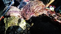 Paus tersebut dinyatakan mati karena gastric shock usai menelan semua plastik itu. (Foto: Dok. DBone Collector Museum)