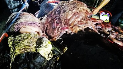 Kebangetan! Ini Penampakan 40 Kg Plastik dalam Perut Paus di Filipina