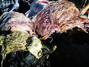 Kebangetan! Ini Penampakan 40 Kg Plastik dalam Perut Paus di Filipina