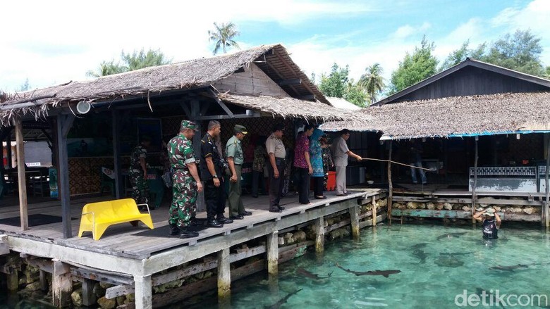 Hiu Mati Massal di Karimun Jawa, WWF Sarankan Ikan Hiu Tak di Penangkaran Hiu Mati Massal di Karimun Jawa, WWF Sarankan Ikan Hiu Tak di Penangkaran