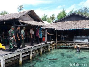 Hiu Mati Massal di Karimun Jawa, WWF Sarankan Ikan Hiu Tak di Penangkaran