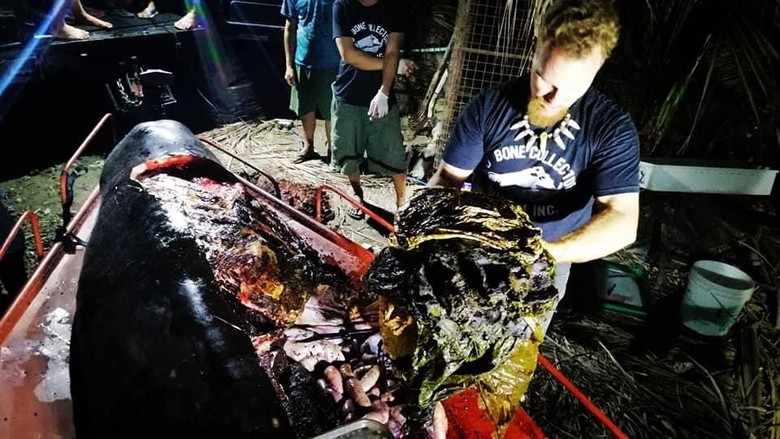 Miris! Paus Ditemukan Mati dengan Perut Berisi 40 Kg Sampah Plastik Miris! Paus Ditemukan Mati dengan Perut Berisi 40 Kg Sampah Plastik