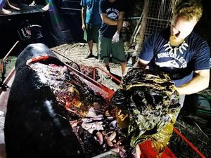 Miris! Paus Ditemukan Mati dengan Perut Berisi 40 Kg Sampah Plastik