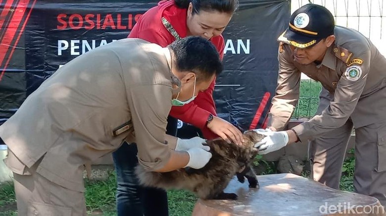 KLB Rabies, Sudah 987 Anjing Dimatikan di Sumbawa NTB KLB Rabies, Sudah 987 Anjing Dimatikan di Sumbawa NTB