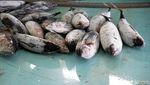 Foto: Ikan Tuna Terbaik Indonesia Ada di Pasar Ini