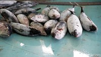 Coba lihat ikan-ikan tuna ini. Sangat menggiurkan sekali! Kalau mau ikan tuna terbaik, rasanya traveler harus datang ke Bitung. (Wahyu/detikcom)    