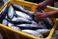 Tak Kalah dengan Tsukiji, Ini Pasar Ikan Higienis Bitung