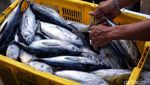 Foto: Ikan Tuna Terbaik Indonesia Ada di Pasar Ini