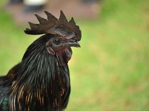 Selain Rasanya Enak, 12 Makanan Ini Harganya Termahal di Dunia