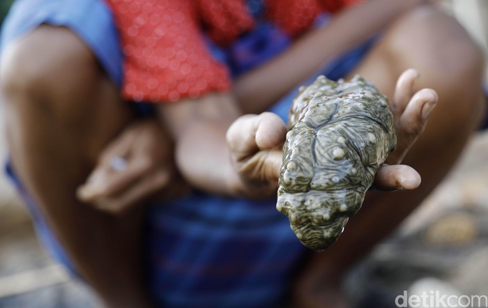 Biota laut, bernama Teripang jadi buruan nelayan di Pulau Papagarang, NTT. Hewan tak bertulang belakang ini telah menembus pasar China dengan harga hingga Rp 3 Juta/kg.
