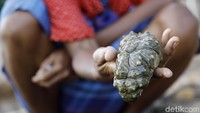 Harga biota laut yang cukup mahal ini membuat warga memburunya. Hasil buruannya itu bahkan hingga ekspor ke luar negeri loh. Salah satunya adalah ke Cina.