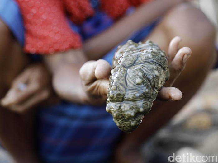 Biota laut, bernama Teripang jadi buruan nelayan di Pulau Papagarang, NTT. Hewan tak bertulang belakang ini telah menembus pasar China dengan harga hingga Rp 3 Juta/kg.