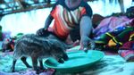 Potret Pengungsi Banjir Bandang Sentani di Bukit Harapan