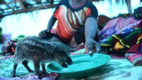 Warga melakukan berbagai aktivitas di dalam tenda pengungsian tersebut. Salah satunya, ada seorang warga yang sedang memberikan makan hewan ternaknya di dalam tenda darurat itu.