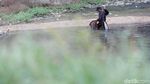 Wow! Warga Panen Cacing Super di Kanal Banjir Timur