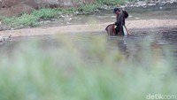 Warga mencari cacing super di aliran Kanal Banjir Timur, Jakarta, Rabu (20/3/2019).