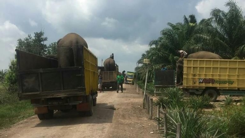 Konflik Lahan, Delapan Gajah di Hutan Konservasi Lahat Dievakuasi Konflik Lahan, Delapan Gajah di Hutan Konservasi Lahat Dievakuasi