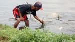 Wow! Warga Panen Cacing Super di Kanal Banjir Timur