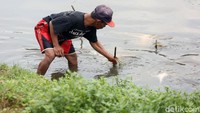 Cacing super ini untuk memenuhi kebutuhan permintaan pedagang pasar ikan hias.