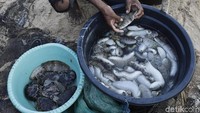 Teripang sendiri biasanya hidup di pasir bawah laut.