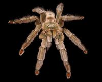 Saus Pedas Ini Sengatan Panasnya Mirip Racun Venom dari Tarantula