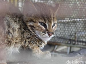 Disangka Macan Tutul, Kucing Hutan Ini Bikin Geger Warga Lembang