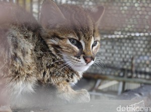 Polresta Pekanbaru Tangkap Sindikat Penjual Kucing Hutan dan Owa Ungko