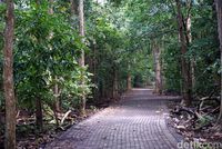 Keajaiban Hutan Tangkoko di Bitung