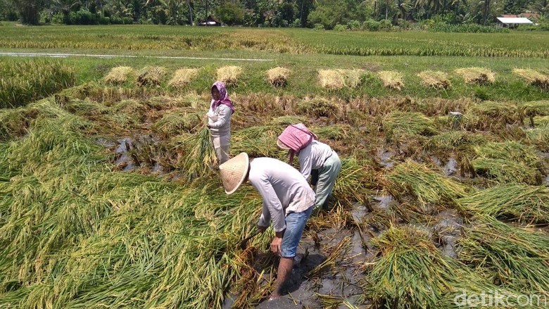 Kompleksitas Tenaga Kerja Pertanian Kompleksitas Tenaga Kerja Pertanian