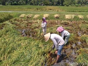 1.076 Ha Tanaman Padi di Kulon Progo Terdampak Banjir
