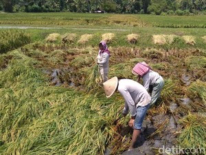 1.076 Ha Tanaman Padi di Kulon Progo Terdampak Banjir