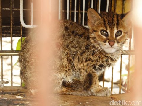 Disangka Macan Tutul, Kucing Hutan Ini Bikin Geger Warga Lembang