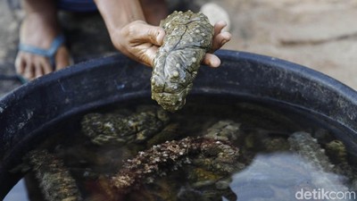 Berburu Teripang Bernilai Jutaan Rupiah