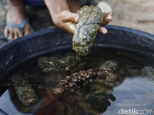 Pengepul Teripang Laut Beromzet Puluhan Juta