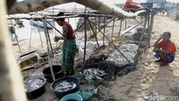 Kekayaan keberagaman teripang di perairan Indonesia, telah mendorong penangkapan teripang sejak beberapa ratus tahun lalu.