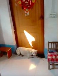 Anjing ini tak rela pemiliknya menikah dan memblokir pintu