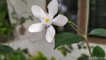 Hasil kamera belakang di outdoor dengan AI dan HDR aktif. Foto: Adi Fida Rahman/detikINET