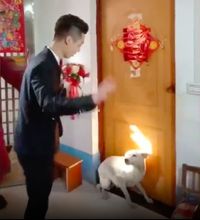 Pengantin pria tak bisa masuk untuk menemui mempelai wanita karena terhalang anjing