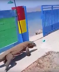 Jangan Tanya 'Seberapa Greget' ke Orang Ini, Dia Jaga Listrik di Sarang Komodo!