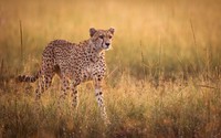 Ilustrasi cheetah