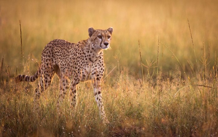 Ilustrasi cheetah