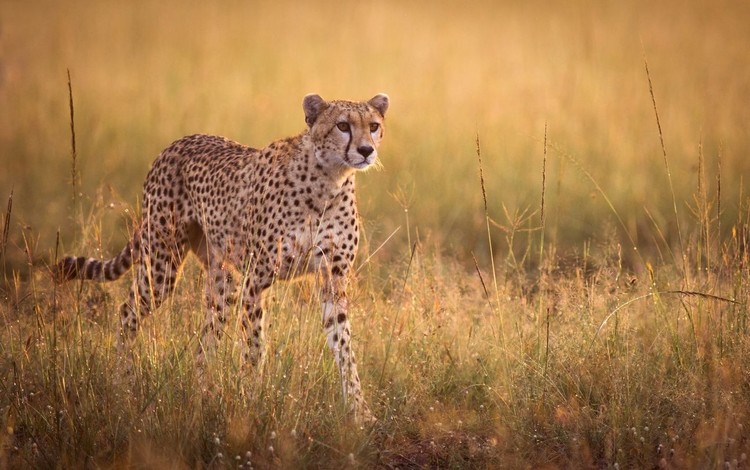 Ilustrasi cheetah