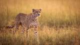 Kecepatan Lari Hewan Dibedah, Hal Ini yang Bikin Cheetah Sangat Cepat