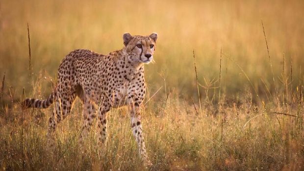 Ilustrasi cheetah